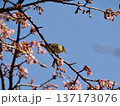 桜の木にとまるメジロ 137173076