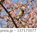 桜の蜜を吸うメジロ 137173077