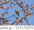 桜の枝にとまるメジロ 137173078