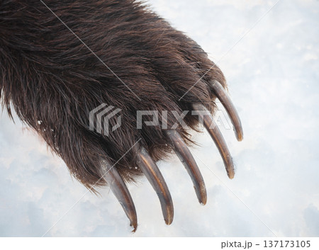 Upper part of the forelimb of predatory bear with long sharp claws. 137173105