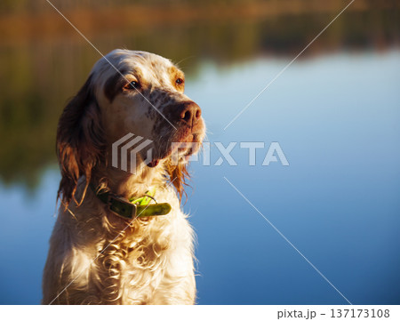Young English setter sits against the background of water of forest lake. Young English setter sits against the background of water of forest lake. 137173108