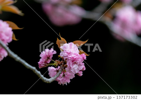 黒背景に映えるピンクの八重桜 黒背景に映えるピンクの八重桜 137173302