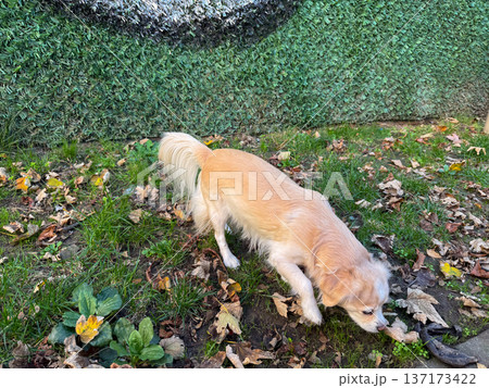 Dog exploring fallen leaves and grass in autumn park. Curiosity, sensory experience and connection to nature in daily routine. Dog exploring fallen leaves and grass in autumn park. Curiosity, sensory experience and connection to nature in daily routine. 137173422