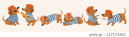 Vector set of cute dachshunds in French red berets and striped vests in various poses 137173481