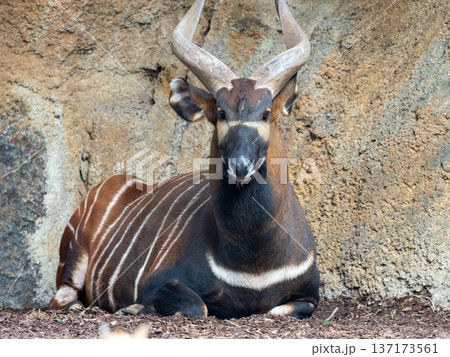 Majestic eastern bongo with spiraled horns sitting in front of rock wall with chestnut coat and white stripes Majestic eastern bongo with spiraled horns sitting in front of rock wall with chestnut coat and white stripes 137173561