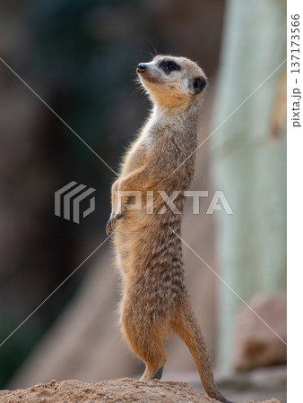 Profile view of alert meerkat standing on sand hill looking up at sky Profile view of alert meerkat standing on sand hill looking up at sky 137173566
