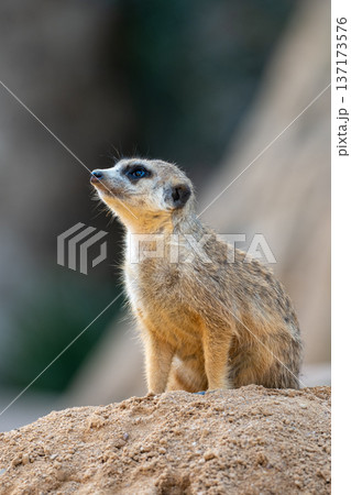 Curious meerkat standing on a sandy mound and gazing upwards in a natural habitat Curious meerkat standing on a sandy mound and gazing upwards in a natural habitat 137173576