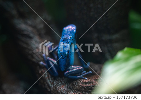 Dendrobates tinctorius azureus sitting on mossy wood in tropical rainforest environment with blurred green background Dendrobates tinctorius azureus sitting on mossy wood in tropical rainforest environment with blurred green background 137173730