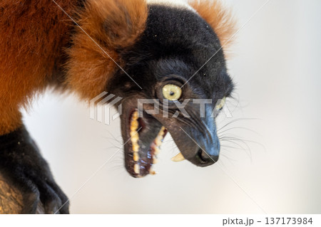 Aggressive expression of red ruffed lemur with open mouth and sharp teeth showing 137173984