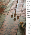 Lantern reflection in rain puddle on brick pavement with pedestrian motion captured on wet street surface. Concept urban fall, autumn rainy weather, mood in city street reflection scene 137174042