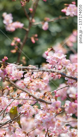 早咲きの河津桜に集まるメジロ 春の訪れを感じるピンク色の風景 早咲きの河津桜に集まるメジロ 春の訪れを感じるピンク色の風景 137174050