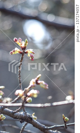 春の兆し　ふっくらと膨らんだ桜の蕾と美しい玉ボケの背景 137174057