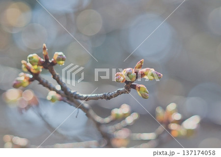 春の兆し　ふっくらと膨らんだ桜の蕾と美しい玉ボケの背景 137174058