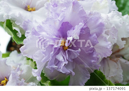 beautiful violet flowers of sort african violet. domestic flowers. close up beautiful violet flowers of sort african violet. domestic flowers. close up 137174091