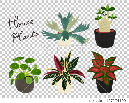 一組5株室內植物，水彩風格手繪插圖 137174100