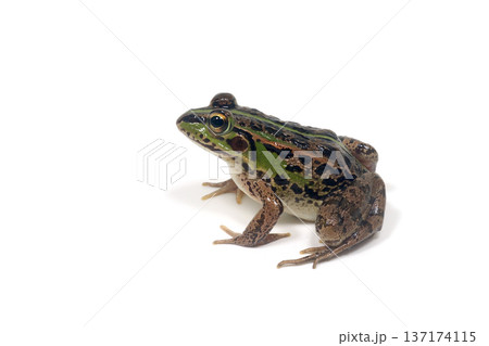 カエル　トウキョウダルマガエル　白バック 137174115