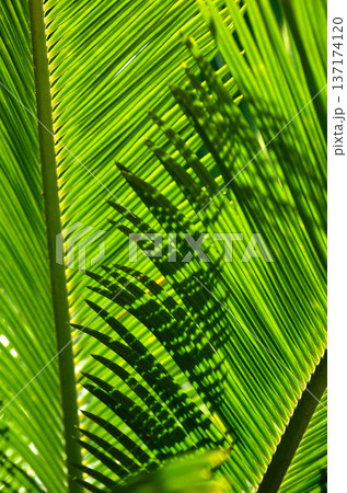 ソテツの葉　グラフィック素材 137174120