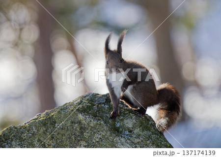 佇むエゾリス 佇むエゾリス 137174139