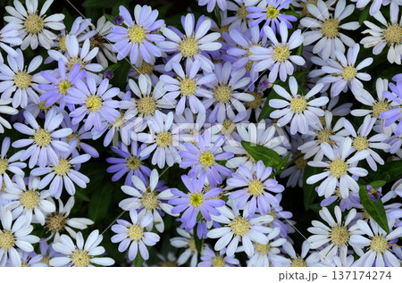 ミヤコワスレ　ミヤコヨメナ　グラフィック素材 137174274