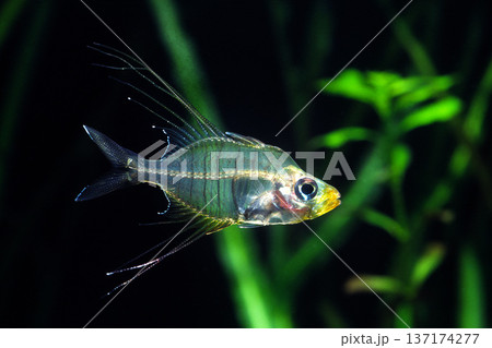 ロングフィン・グラスエンゼル　アクアリウム 137174277