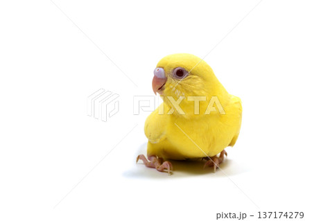 セキセイインコ ルチノー 白バック セキセイインコ ルチノー 白バック 137174279