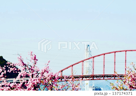 河津桜と笠戸島大橋 137174371