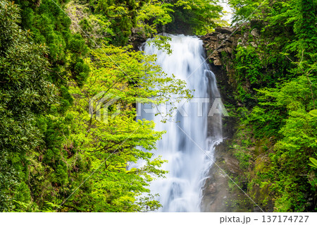 秋田 奈曽の白滝 137174727