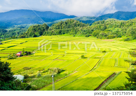 山形 椹平の棚田　緑光る夏 137175054