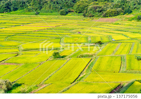 山形 椹平の棚田　緑光る夏 137175056