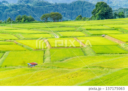 山形 椹平の棚田　緑光る夏 137175063