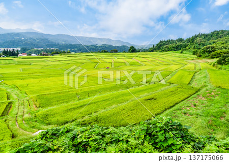 山形 椹平の棚田 緑光る夏 山形 椹平の棚田 緑光る夏 137175066