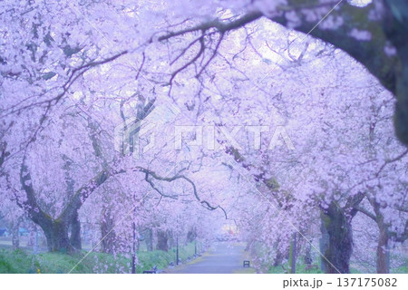 徳佐八幡宮枝垂れ桜に包まれて 137175082