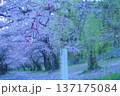 錦帯橋桜の名所の早朝散歩 137175084