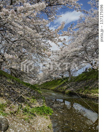 満開の桜と清らかな小川、春の大和路 満開の桜と清らかな小川、春の大和路 137175096