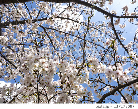 青空に映える満開の桜、春の眩い陽光 青空に映える満開の桜、春の眩い陽光 137175097