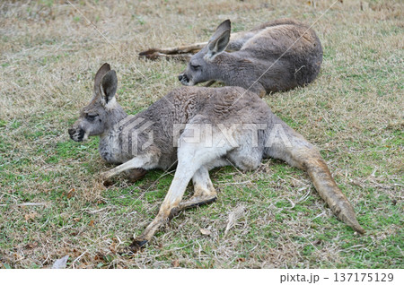 くつろぐアカカンガルー 137175129