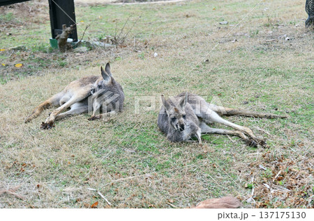 くつろぐアカカンガルー 137175130