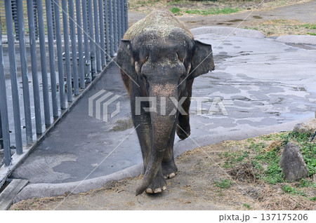 歩くアジアゾウ 歩くアジアゾウ 137175206