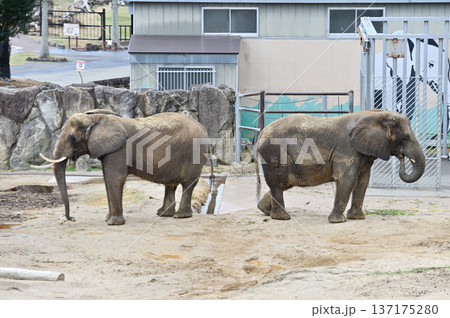 餌を食べるアフリカゾウ 餌を食べるアフリカゾウ 137175280