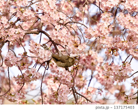 桜の木にとまるヒヨドリ 137175403