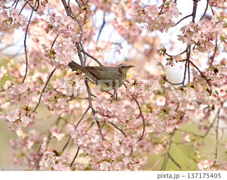 桜の枝にとまるヒヨドリ 桜の枝にとまるヒヨドリ 137175405