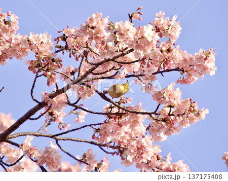 桜の蜜を吸うメジロ 137175408