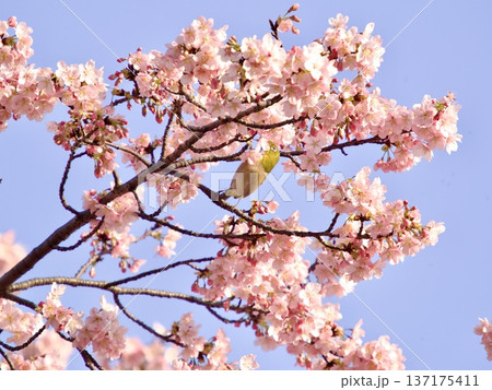 桜の蜜を吸うメジロ 137175411