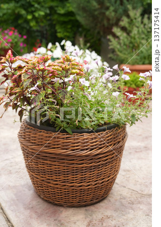 Wicker basket planter with blooming coleus and petunia on sunny garden patio Wicker basket planter with blooming coleus and petunia on sunny garden patio 137175414