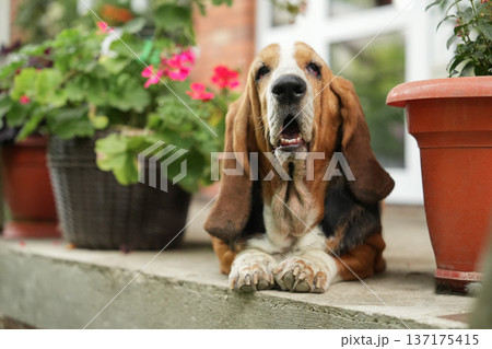 Basset hound relaxing on a garden porch between potted blooming flowers 137175415