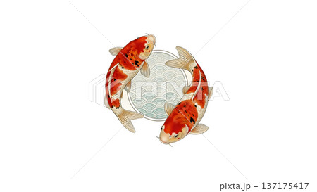 紅白の錦鯉と淡色青海波の円フレーム 和モダンイラスト素材 137175417