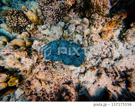 blue sponge lives among the corals 137175556