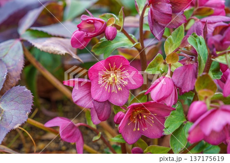 早春の訪れを感じる華やかなピンク色のクリスマスローズ、ボタニカル背景 137175619