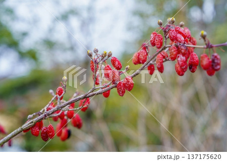 サンシュユの赤い実 秋から冬の庭園の風景 薬草のクローズアップ 137175620