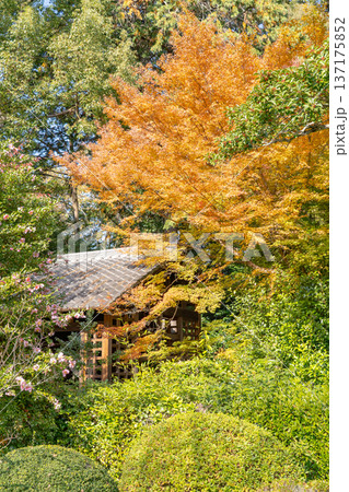 京都 東山泉涌寺別院 雲龍院(瑠璃山)山門脇の紅葉 もみじ 京都 東山泉涌寺別院 雲龍院(瑠璃山)山門脇の紅葉 もみじ 137175852